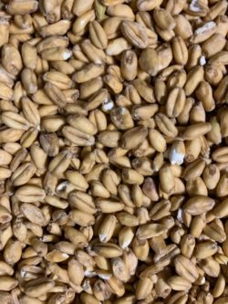 Rahr White Wheat