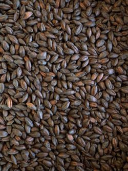 Black Malt