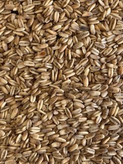 Golden Naked Oats
