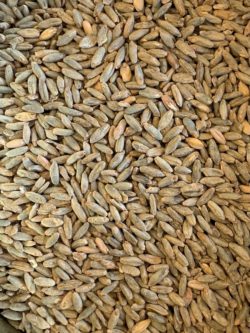 Rye Malt