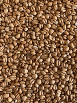 Torrefied Wheat
